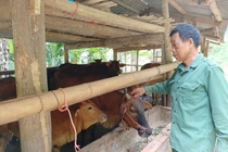 Mô hình chăn nuôi bò lai an toàn, khép kín