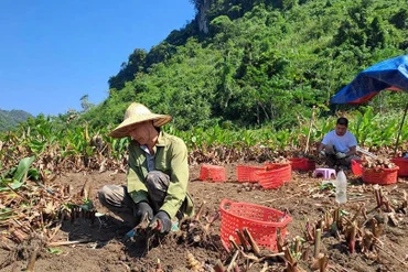 Na Rì: Dong riềng được giá nhưng vẫn khó tăng diện tích