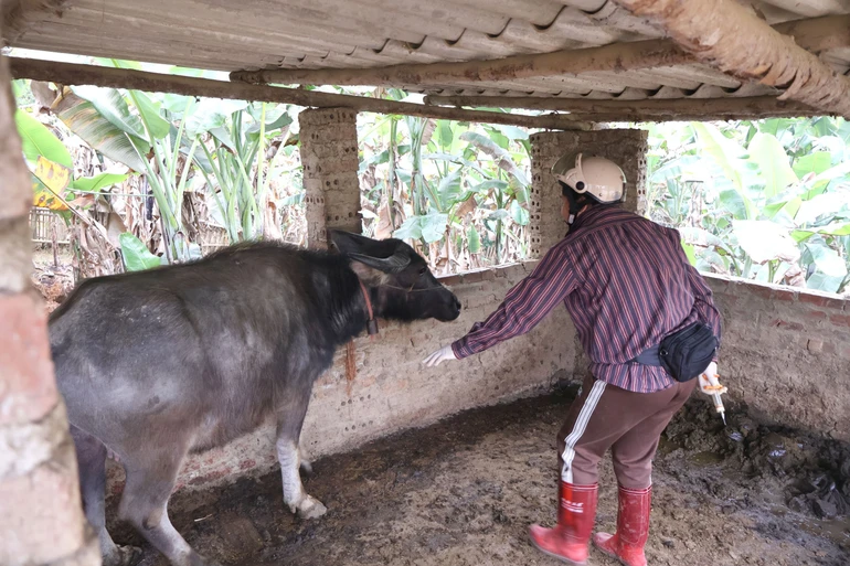 Một số địa phương tỷ lệ tiêm phòng gia súc chưa đạt kế hoạch
