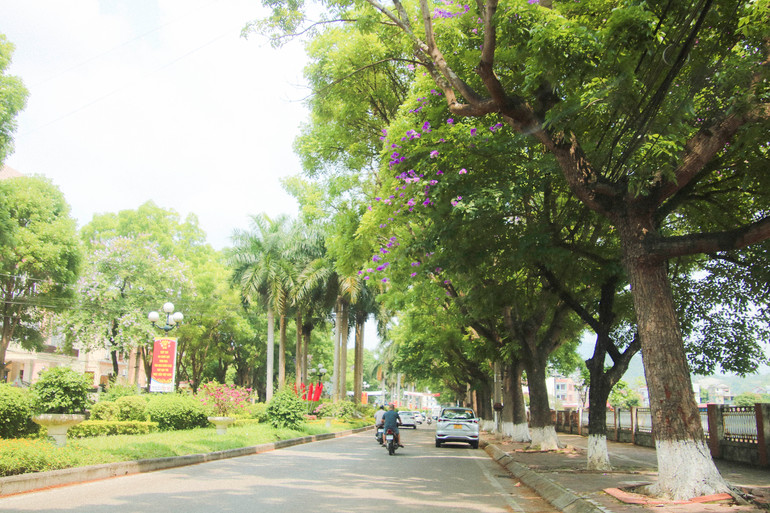 Sắc tím bằng lăng tô điểm cho đường Hùng Vương. IMG_47833.jpg
