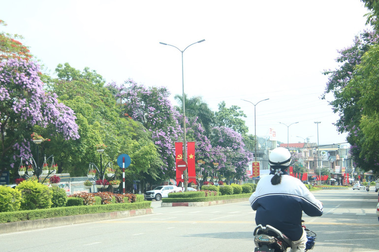 Cùng với hoa phượng thì bằng lăng là loài hoa gây thương nhớ của tuổi học trò. IMG_4654.JPG