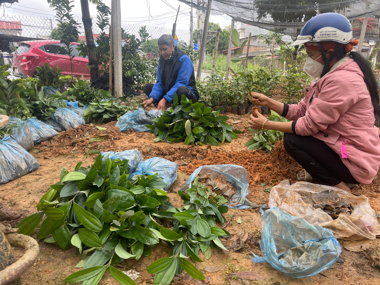 Nhiều hộ dân ở xã Văn Vũ đang mở rộng diện tích trồng quế.