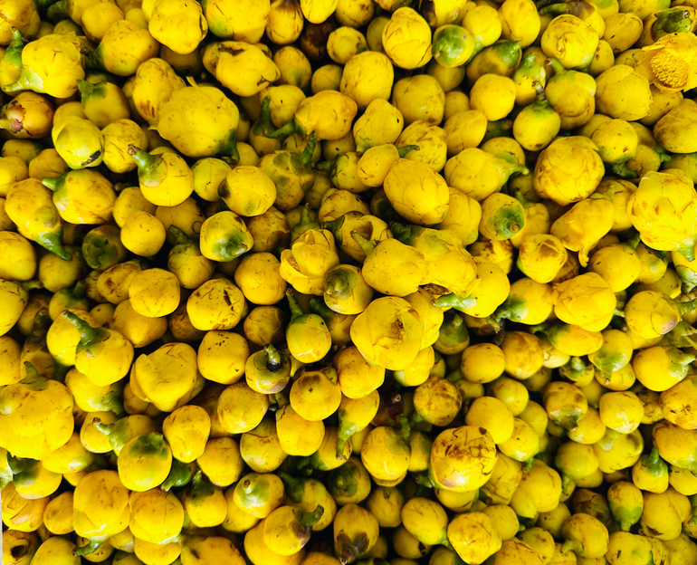 Trà hoa vàng tươi. z5507046069061_7f4a544dc8ba90082d8b45a654687f63.jpg