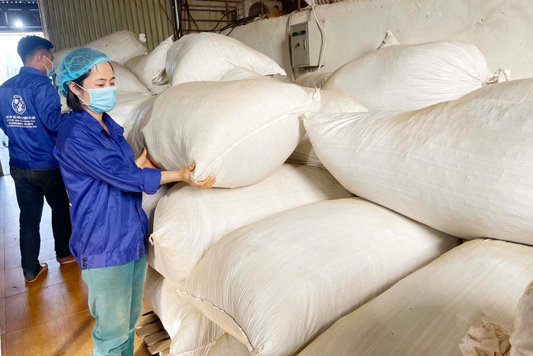 Sản phẩm chè hoa vàng sấy khô chuẩn bị đóng hộp. z5508082458623_31a7ec2121c5a27a71d5e99c5a015551.jpg