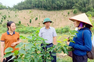 Kiểm tra tiến độ thực hiện dự án trồng cây ăn quả ôn đới tại huyện Chợ Mới