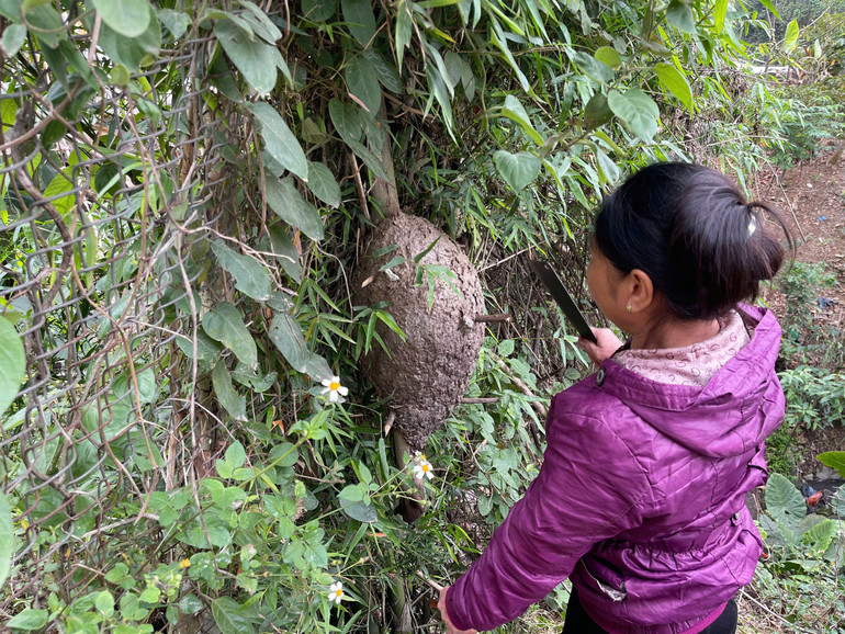 Bà Hoàng Thị Gái, thôn Khe Lắc, xã Thanh Thịnh vào rừng thu hoạch tổ kiến đen trên các thân cây. kien.jpg