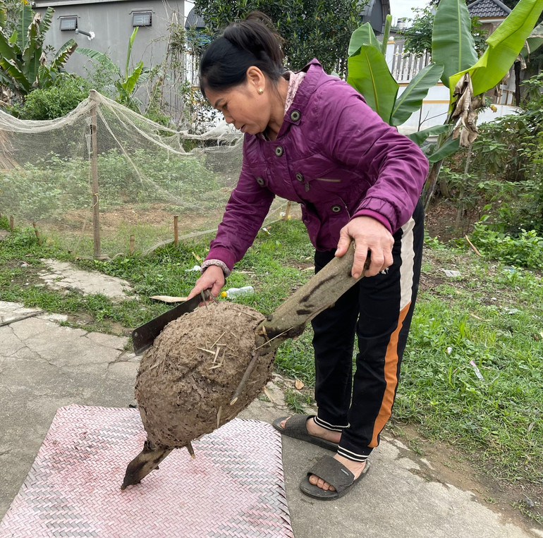 Tổ kiến sau khi mang về được người dân dùng dao bổ ra và gõ cho trứng rơi xuống mẹt đã được chuẩn bị từ trước. lay-trung.jpg