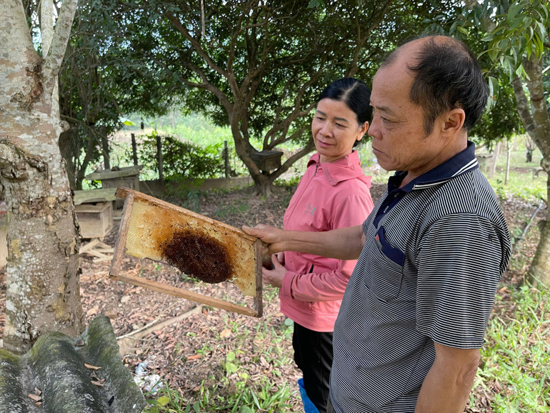 Mô hình nuôi ong lấy mật của gia đình bà Hứa Thị Mới. hua-thi-moi.jpg