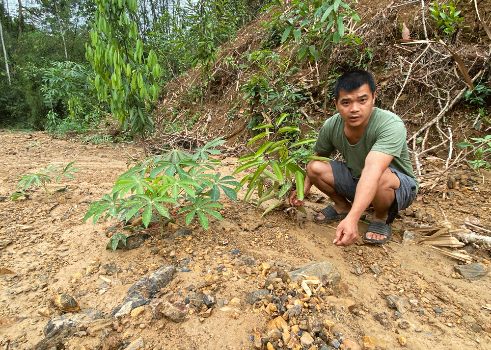 Cây trồng trên đồi phía sau nhà anh Long cũng bị đất đá vùi lấp. IMG_4750.gif