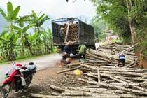 Chương trình phát triển lâm nghiệp bền vững tỉnh Bắc Kạn - Kỳ 1: Hiệu quả thiết thực từ chương trình