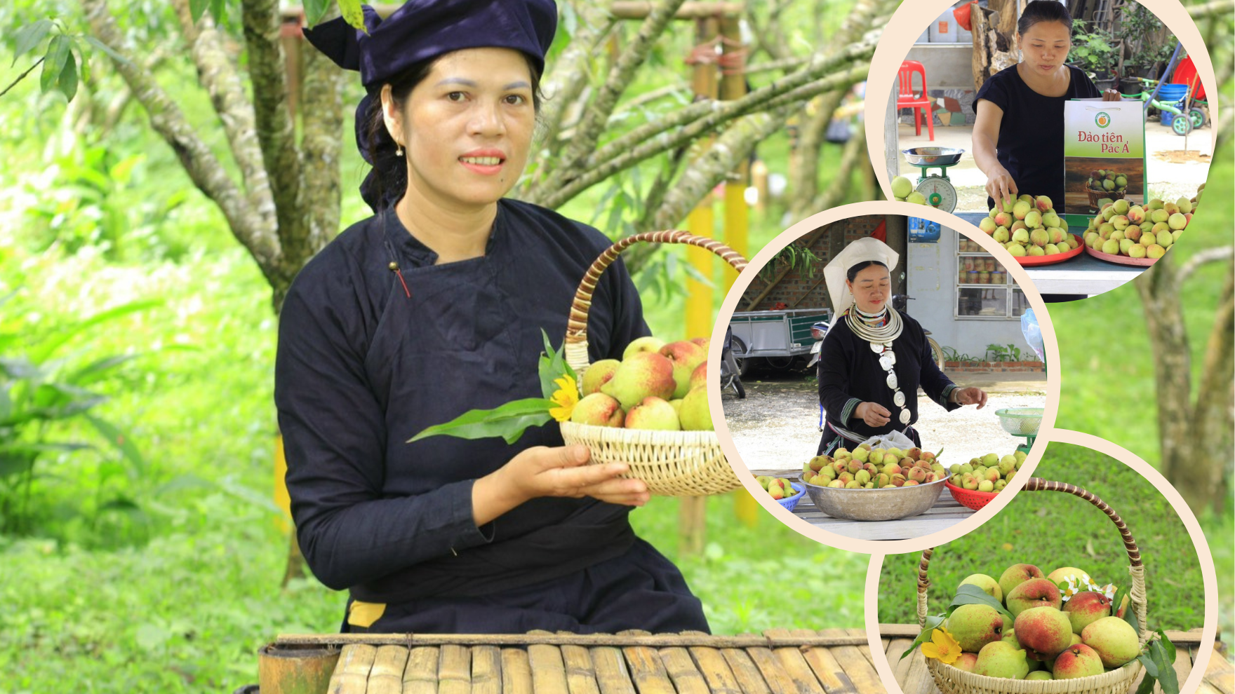 Đặc sản đào tiên Pác Ả được nhiều người tiêu dùng ưa chuộng. Green Photo Collage Indian Tea Farm Tour YouTube Video.png