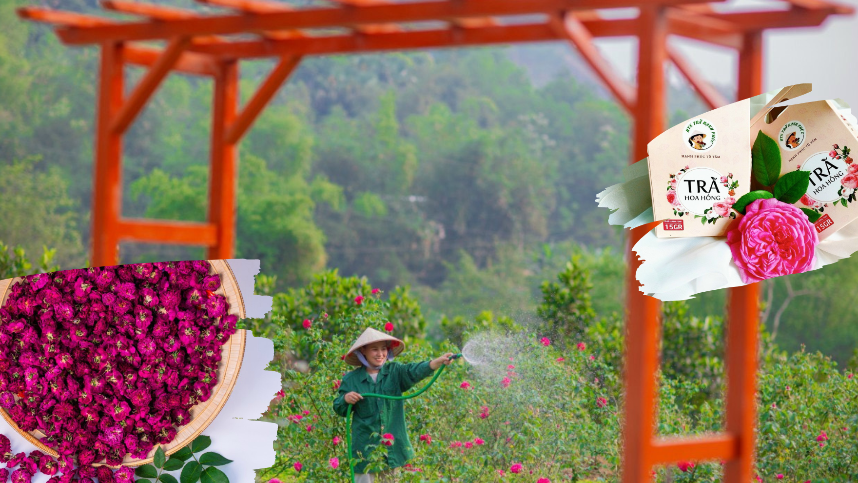 Chị Hà Thị Nhâm khởi nghiệp từ mô hình trồng và sản xuất các sản phẩm từ hoa hồng hữu cơ. Tea Plantation Youtube Thumbnail in Green Yellow Modern Style.png