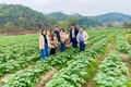 Hệ thống hợp tác xã tạo “lực đẩy” cho sản phẩm nông nghiệp vươn xa